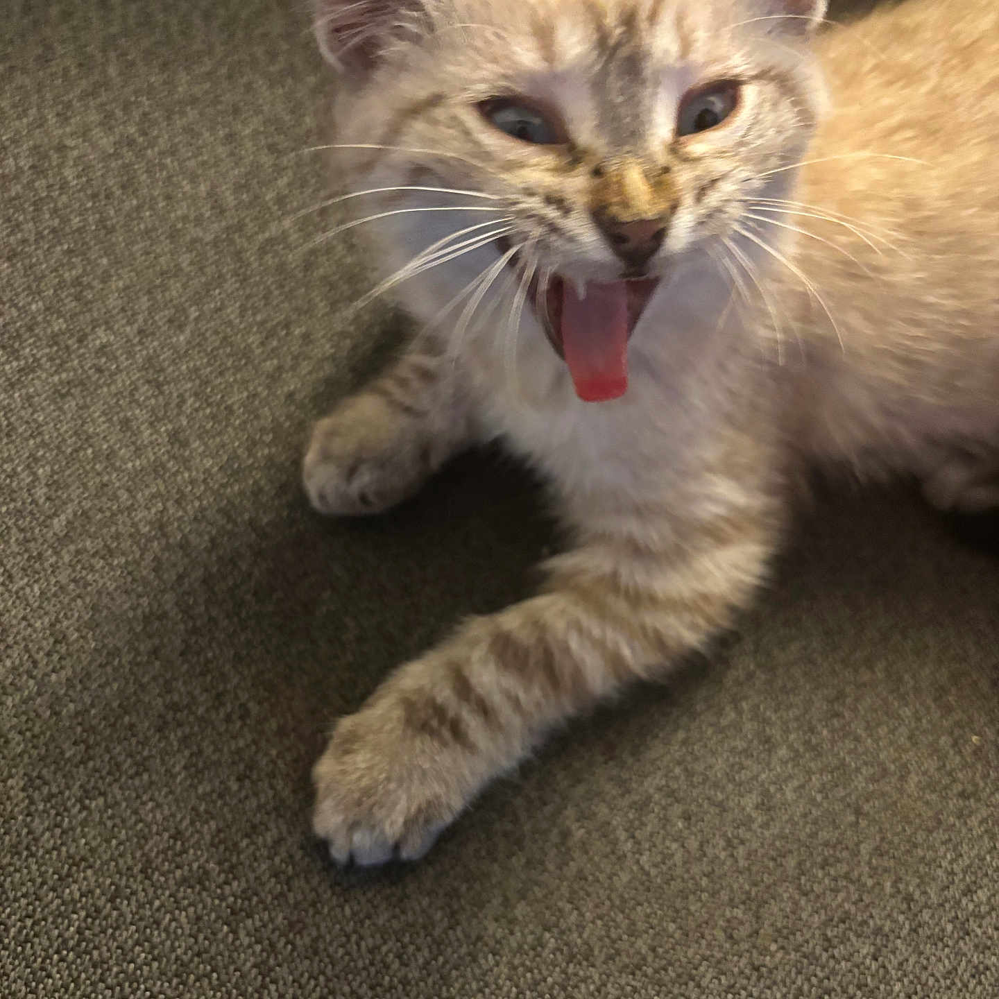 Stink joined the competition — help win amazing prizes! kitten, cat, tongue_out, yawning, whiskers, paw, fur, animal, pet, cute, playful, feline, indoor, resting, texture, fabric, soft_light, closeup, young, adorable