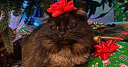 Luna is registered to the contest to win money with this photo: cat, black_cat, christmas, christmas_tree, gift, present, red_bow, holiday, festive, decorations, pine_branches, lights, indoor, cute, pet, fluffy, animal, relaxed, celebration, wrapped_gift