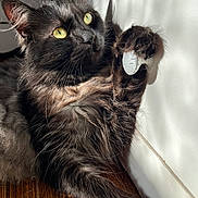Luna is registered to the contest to win money with this photo: cat, black_cat, yellow_eyes, indoor, sunlight, shadow, wooden_floor, wall, paw, playing, pet, feline, cute, fur, closeup, relaxing, domestic_animal, whiskers, curious, animal
