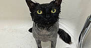 Luna is registered to the contest to win money with this photo: animal, bath, bathroom, bathtub, black_cat, blue_bowl, cat, confused, drain, ears, fur, indoor, looking_up, pet, shampoo, shaved, water_drops, wet, whiskers, yellow_eyes