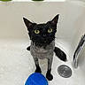 Luna is registered to the contest to win money with this photo: cat, wet, bathtub, yellow_eyes, blue_bowl, shampoo, bath, pet, fur, whiskers, drain, water_drops, black_cat, shaved, indoor, animal, looking_up, ears, confused, bathroom