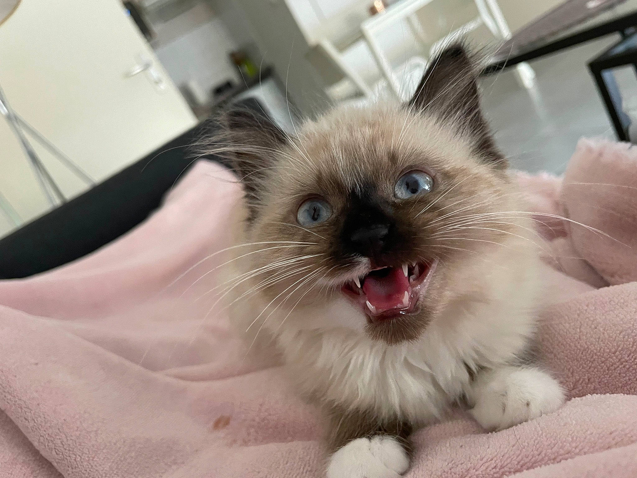 Tina participe au concours pour gagner de l'argent avec cette photo : birman, carnivore, cat, claw, comfort, fang, fawn, felidae, foot, fur, paw, siamese, small_to_medium_sized_cats, snout, terrestrial_animal, thai, whiskers