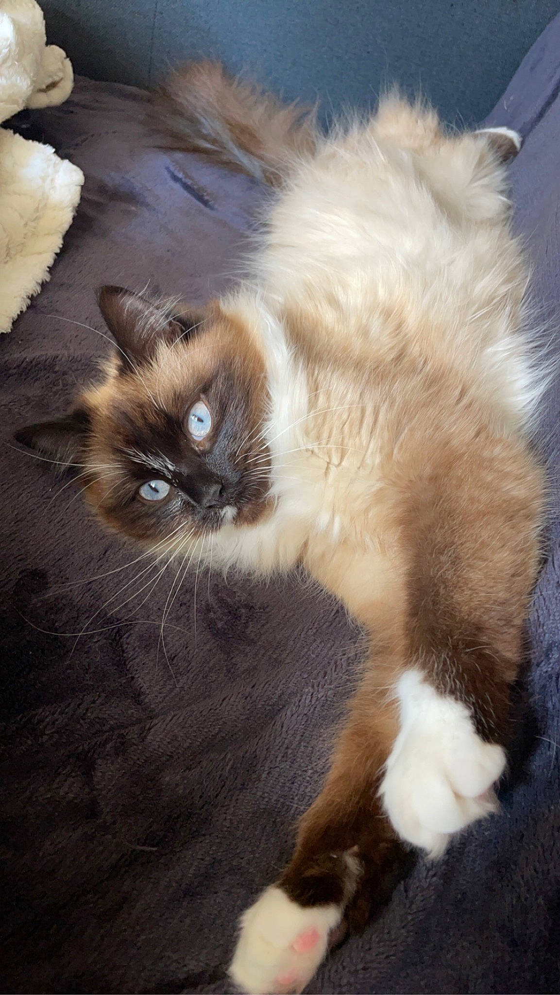 Tina a rejoint le concours — aidez-le/la à gagner de superbes lots ! balinese, birman, carnivore, cat, fawn, felidae, fur, mammal, ragdoll, siamese, small_to_medium_sized_cats, snout, tail, terrestrial_animal, thai, tonkinese, vertebrate, whiskers, wildlife, wood