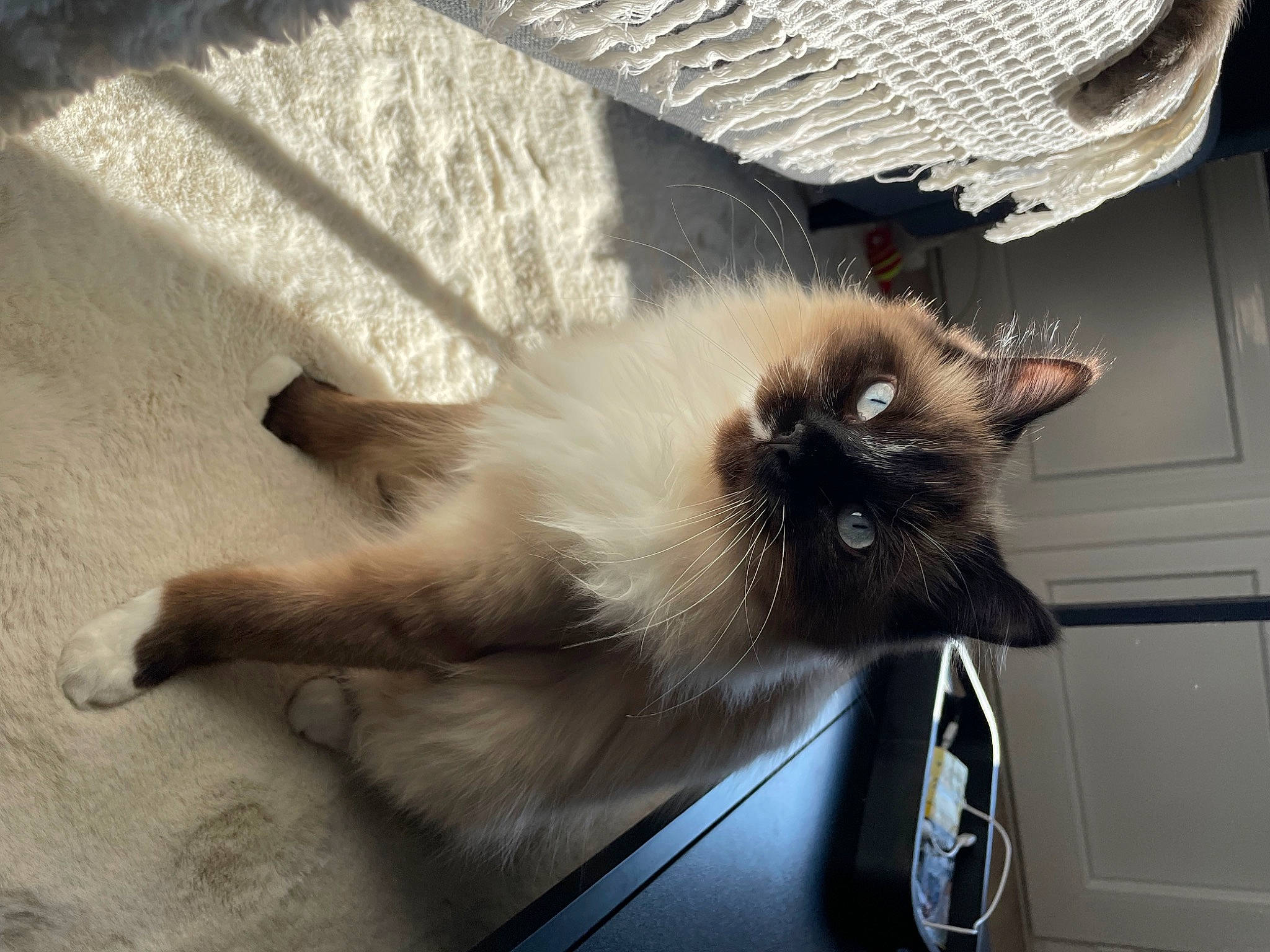Tina a rejoint le concours — aidez-le/la à gagner de superbes lots ! birman, carnivore, cat, comfort, felidae, fur, siamese, small_to_medium_sized_cats, tail, thai, tints_and_shades, whiskers