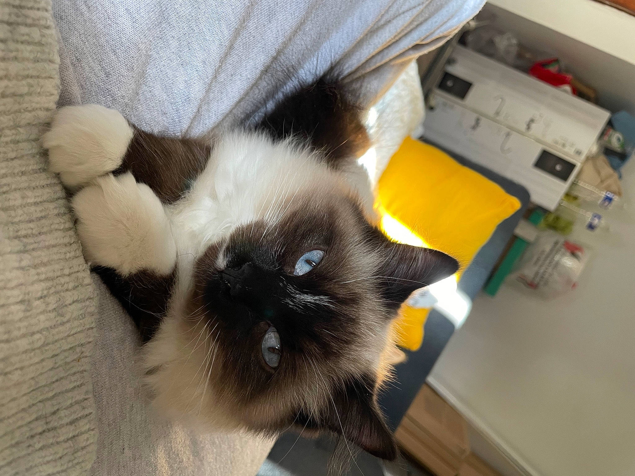 Tina participe au concours pour gagner de l'argent avec cette photo : carnivore, cat, claw, comfort, fawn, felidae, foot, fur, gas, machine, paw, siamese, small_to_medium_sized_cats, snout, tail, terrestrial_animal, whiskers