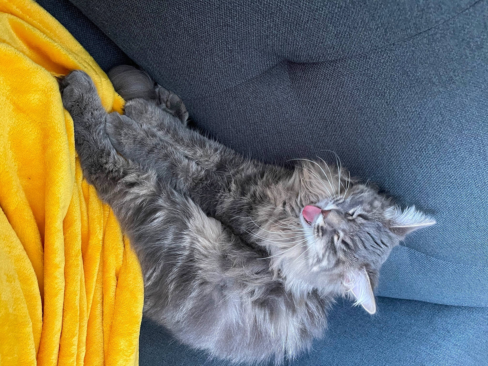 Roméo a rejoint le concours — aidez-le/la à gagner de superbes lots ! bag, carnivore, cat, claw, comfort, denim, domestic_short_haired_cat, electric_blue, felidae, fur, grey, linens, pattern, paw, small_to_medium_sized_cats, tail, textile, whiskers