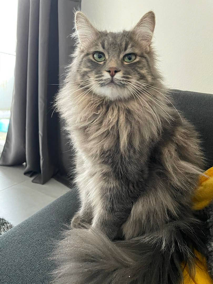 Roméo participe au concours pour gagner de l'argent avec cette photo : british_longhair, carnivore, cat, claw, comfort, curtain, domestic_short_haired_cat, felidae, fur, grey, maine_coon, monochrome_photography, paw, sitting, small_to_medium_sized_cats, snout, tail, terrestrial_animal, whiskers, window