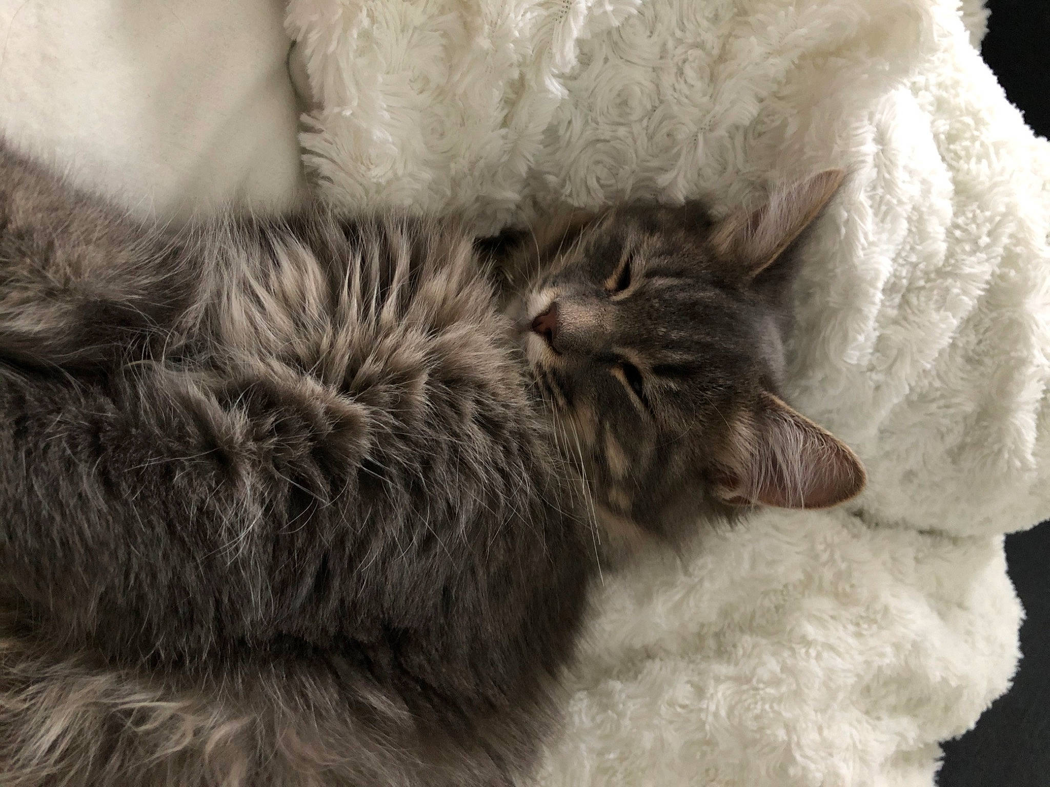 Roméo a rejoint le concours — aidez-le/la à gagner de superbes lots ! british_longhair, carnivore, cat, cat_bed, claw, close_up, comfort, felidae, fur, grey, monochrome, monochrome_photography, nap, natural_material, paw, small_to_medium_sized_cats, tail, terrestrial_animal, whiskers