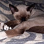 Bobby Mcgee joined the competition — help win amazing prizes! animal, blanket, cat, cozy, curled_up, cute, domestic_cat, fur, fur_pattern, indoor, mammal, nap, paw_pads, pet, relaxing, resting, siamese_cat, sleeping, soft_texture, whiskers
