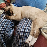 Bobby Mcgee joined the competition — help win amazing prizes! blanket, blue_shirt, brown_ears, cat, comfort, cozy, domestic_animal, feline, fur, indoor, lap, pajama_pants, person, pet, plaid, relaxation, resting, siamese_cat, sleeping, white_paws
