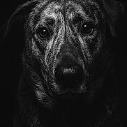 Stryker joined the competition — help win amazing prizes! animal, black_and_white, canine, close_up, dark_background, dog, expression, eyes, fur, head, intense, monochrome, muzzle, nose, pet, portrait, serious, studio_lighting, texture, whiskers