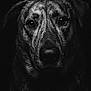 animal, black_and_white, canine, close_up, dark_background, dog, expression, eyes, fur, head, intense, monochrome, muzzle, nose, pet, portrait, serious, studio_lighting, texture, whiskers