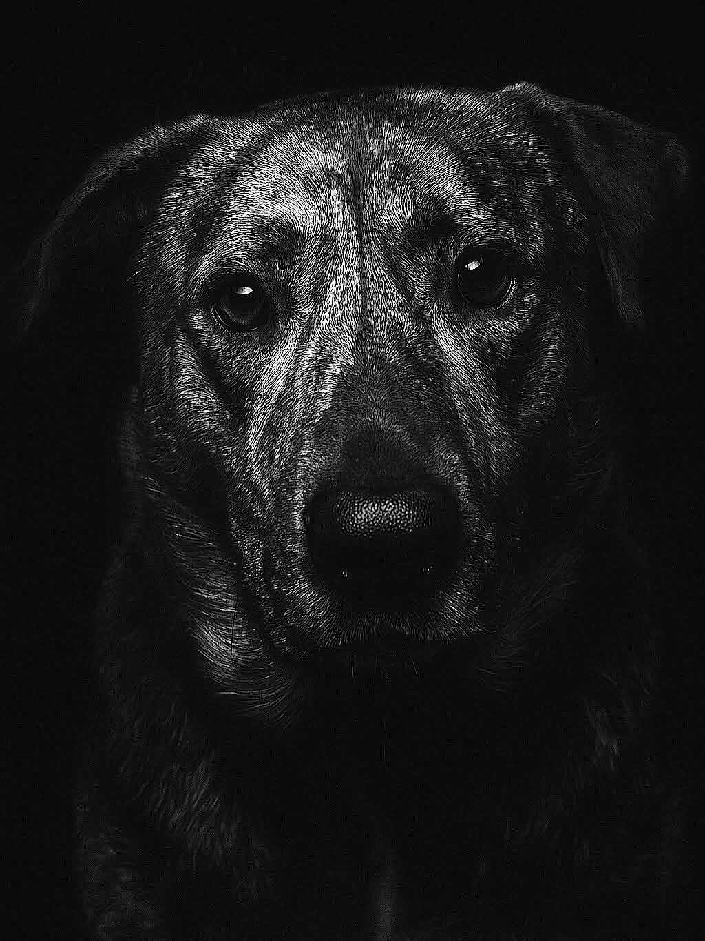 Stryker