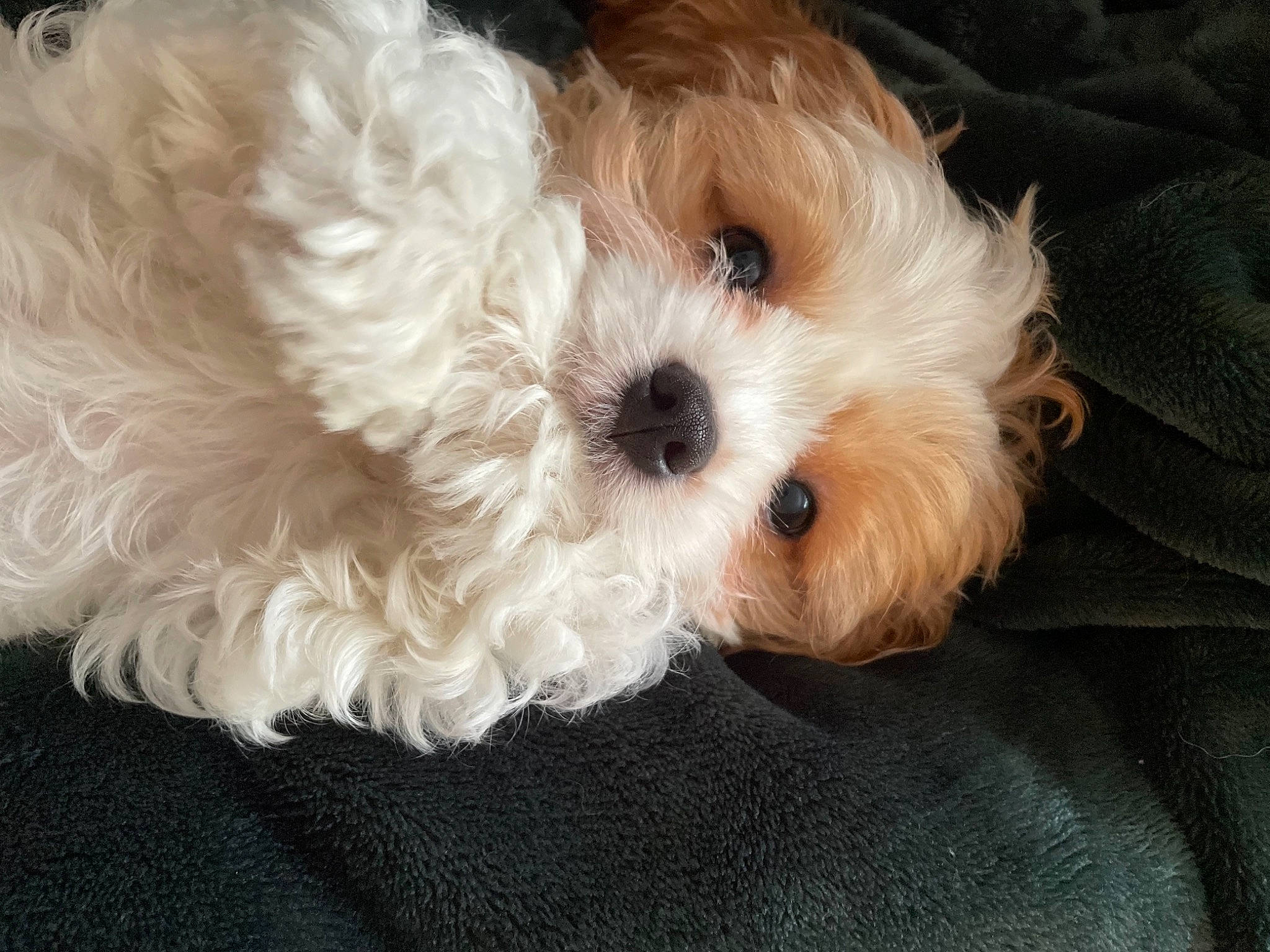 Ollie is registered to the contest to win money with this photo: canidae, carnivore, companion_dog, dog, dog_breed, dog_supply, firefighter, fur, labradoodle, maltepoo, poodle_crossbreed, puppy_love, shih_poo, small_terrier, snout, sporting_group, terrier, toy_dog, working_animal, yorkipoo