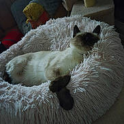 Tanga participe au concours pour gagner de l'argent avec cette photo : cat, siamese_cat, sleeping, bed, fluffy_bed, cozy, indoor, pet, resting, furry, animal, domestic_animal, relaxing, quiet, soft_texture, cushion, furniture, calm, peaceful, home