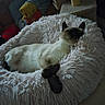 cat, siamese_cat, sleeping, bed, fluffy_bed, cozy, indoor, pet, resting, furry, animal, domestic_animal, relaxing, quiet, soft_texture, cushion, furniture, calm, peaceful, home