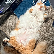 Ninja joined the competition — help win amazing prizes! cat, fluffy, orange, white, sleeping, carpet, indoor, pet, relaxed, sunlight, feline, cute, resting, cozy, animal, tail, paw, fur, home, rug