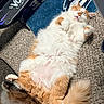 cat, fluffy, orange, white, sleeping, carpet, indoor, pet, relaxed, sunlight, feline, cute, resting, cozy, animal, tail, paw, fur, home, rug