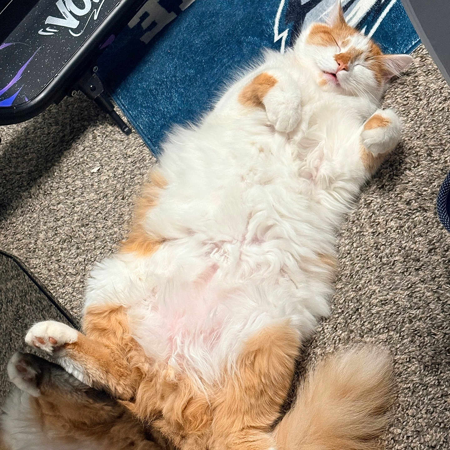 Ninja joined the competition — help win amazing prizes! cat, fluffy, orange, white, sleeping, carpet, indoor, pet, relaxed, sunlight, feline, cute, resting, cozy, animal, tail, paw, fur, home, rug