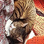 Mittens joined the competition — help win amazing prizes! bed, blanket, cat, cozy, cute, domestic_cat, fur, indoor, nap, orange_blanket, patterned_sheet, pet, relaxation, resting, sleeping, soft, striped, sunlight, tabby, whiskers