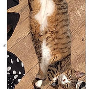 Mittens is registered to the contest to win money with this photo: animal, casual, cat, clothing, domestic_cat, feline, flooring, home, indoor, paws, pet, relaxed, resting, sleepy, sneaker, stretching, striped_fur, tabby_cat, white_paws, wooden_floor