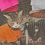 animal, bell, black_and_white_cat, cat, closeup, collar, curious, domestic, feline, indoor, looking_out, mesh, orange_shirt, pet, resting, sitting, tag, two_cats, window, window_screen