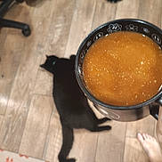 Pete joined the competition — help win amazing prizes! animal, bare_feet, black, black_cat, blue, brown, cat, coffee_cup, cup, drink, flooring, guitar, home, indoor, pattern, pet, rug, tabby_cat, tea, wood_floor