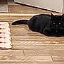Pete joined the competition — help win amazing prizes! animal, black_cat, cat, cozy, door, ears, feline, floor, home, indoor, lying_down, mat, pet, quiet, relaxing, resting, shadow, tail, wood, wood_floor