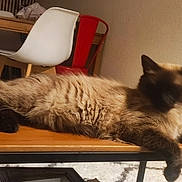 Boo a rejoint le concours — aidez-le/la à gagner de superbes lots ! animal, blurred_face, carpet, cat, chair, cozy, feline, fur, furniture, home, indoor, paw, pet, red_chair, relaxed, resting, siamese_cat, table, white_chair, wooden_table