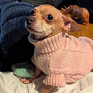 Bruja is registered to the contest to win money with this photo: dog, small_dog, sweater, pink_sweater, blanket, couch, pillow, toy, rhino_toy, wooden_floor, indoor, pet, cozy, curious_eyes, furniture, home, animal, portrait, warm_lighting, relaxed