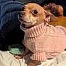 dog, small_dog, sweater, pink_sweater, blanket, couch, pillow, toy, rhino_toy, wooden_floor, indoor, pet, cozy, curious_eyes, furniture, home, animal, portrait, warm_lighting, relaxed