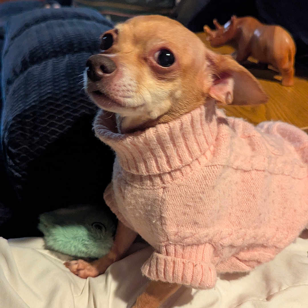 Bruja is registered to the contest to win money with this photo: dog, small_dog, sweater, pink_sweater, blanket, couch, pillow, toy, rhino_toy, wooden_floor, indoor, pet, cozy, curious_eyes, furniture, home, animal, portrait, warm_lighting, relaxed