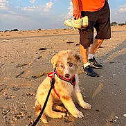 Bolt a rejoint le concours — aidez-le/la à gagner de superbes lots ! puppy, dog, beach, sand, shoreline, outdoors, person, harness, leash, sneaker, sunlight, sunset, sky, clouds, portrait, sitting, fluffy_fur, brown_fur, animal, vacation