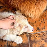 Bolt a rejoint le concours — aidez-le/la à gagner de superbes lots ! dog, puppy, golden_dog, fluffy, cream_colored, fur, paws, snout, lying_down, petting, human_hand, outdoor, tile_floor, terracotta, rustic, close_up, animal, companion, relaxed, portrait