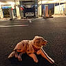 Bolt a rejoint le concours — aidez-le/la à gagner de superbes lots ! dog, puppy, golden_dog, lying_down, outdoor, night, car_wash, car, vehicle, pavement, asphalt, harness, leash, open_mouth, happy, animal, portrait, street, artificial_lighting, travel