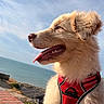 dog, puppy, fluffy, golden, red_harness, harness, tongue_out, open_mouth, outdoor, seaside, ocean, coast, cliff, sky, sunny, portrait, close_up, animal, happy, brick_ledge