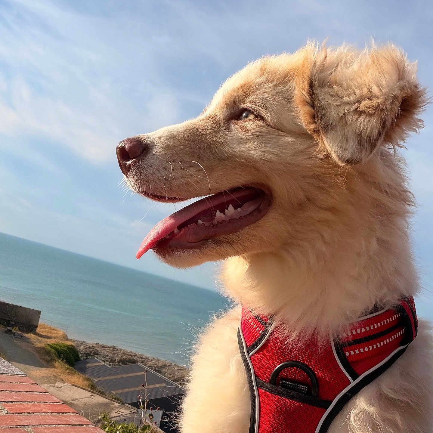 Bolt participe au concours pour gagner de l'argent avec cette photo : dog, puppy, fluffy, golden, red_harness, harness, tongue_out, open_mouth, outdoor, seaside, ocean, coast, cliff, sky, sunny, portrait, close_up, animal, happy, brick_ledge