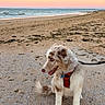dog, puppy, beach, seaside, ocean, shoreline, sand, sunset, pink_sky, golden_hour, fluffy_fur, brown_and_white, red_harness, leash, sitting, happy, outdoors, coastline, waves, portrait