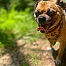 dog, canine, pet, portrait, outdoor, forest, woodland, nature, greenery, sunlight, blurry_background, bandana, leopard_print, tongue_out, happy, panting, close_up, brown_fur, standing, animal