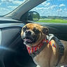 dog, boxer, pet, car, car_interior, passenger_seat, bandana, harness, smiling, open_mouth, teeth, portrait, sunlight, outdoors, countryside, sky, clouds, grass, road_trip, happy