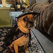 Finley is registered to the contest to win money with this photo: dog, chihuahua, costume, halloween, witch_hat, cape, spiderweb, pet, animal, sitting, portrait, indoors, living_room, couch, blanket, rug, furniture, brown_dog, cute, costumed_pet