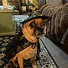 dog, chihuahua, costume, halloween, witch_hat, cape, spiderweb, pet, animal, sitting, portrait, indoors, living_room, couch, blanket, rug, furniture, brown_dog, cute, costumed_pet