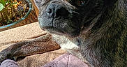 Obi-Wan is registered to the contest to win money with this photo: dog, pug, pet, animal, portrait, close_up, black_dog, wrinkled_face, droopy_ears, large_eyes, nose, muzzle, fur, sitting, lying_down, cushion, blanket, houseplant, indoor, sunlight