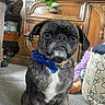 Obi-Wan joined the competition — help win amazing prizes! dog, pug, pet, animal, sitting, portrait, bow_tie, blue_collar, wrinkles, black_fur, white_chest, short_snout, dark_eyes, indoor, living_room, wooden_cabinet, carpet, cushion, cute, funny
