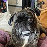 Obi-Wan is registered to the contest to win money with this photo: dog, dogs, pet, animal, portrait, bed, blanket, bedroom, indoors, home, furry, black_and_white_dog, tan_dog, scruffy, lying_down, sitting, looking_at_camera, cute, funny, clothing