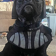 Obi-Wan is registered to the contest to win money with this photo: dog, bulldog, black_dog, pet, armor, helmet, costume, medieval, knight, portrait, sitting, indoors, living_room, carpet, furniture, serious_expression, camera_facing, short_snout, animal, funny