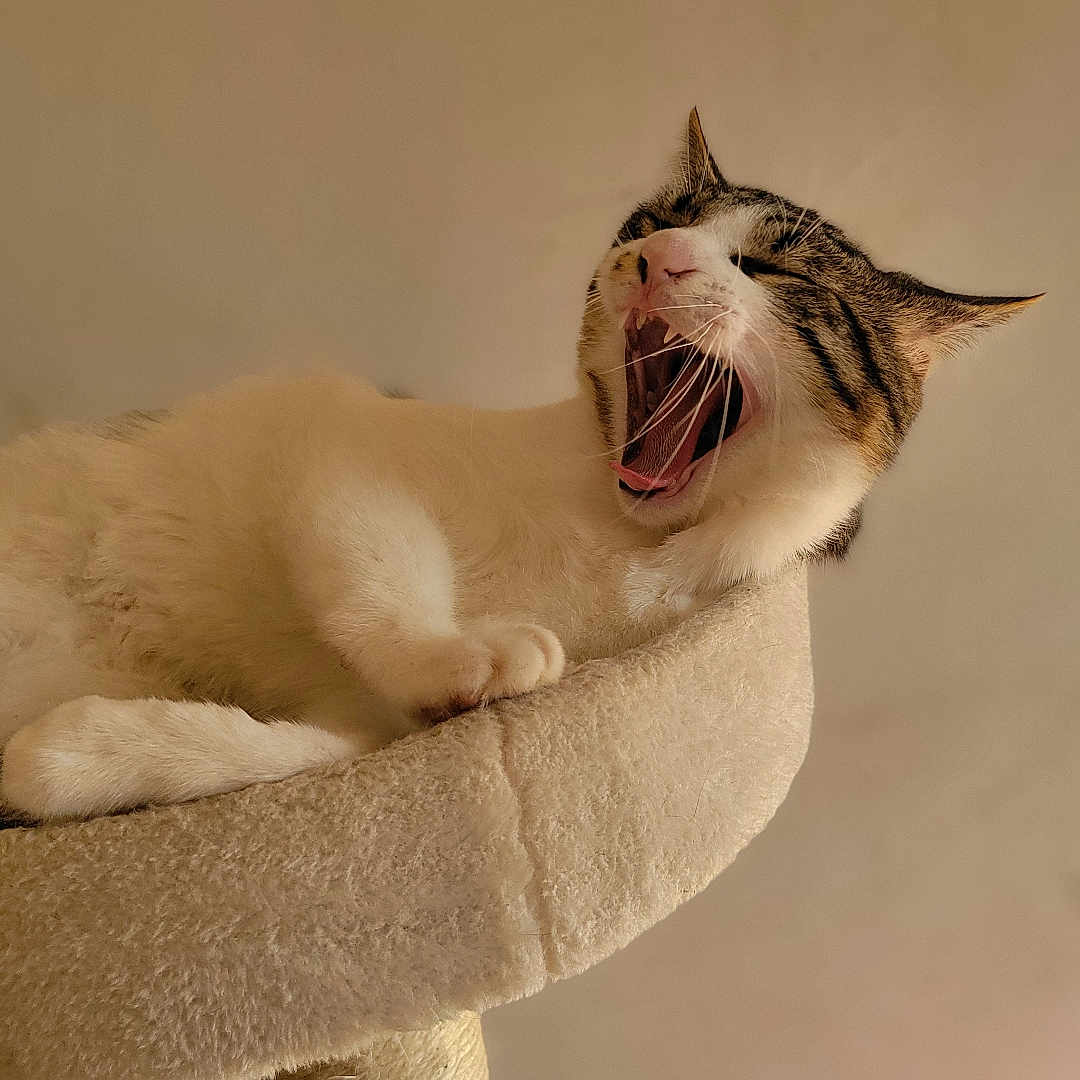 Aros participe au concours pour gagner de l'argent avec cette photo : bed, beige_background, cat, cat_tree, close_up, cozy, fur, furniture, indoor, mammal, mouth_open, paw, pet, portrait, relaxed, sleepy, tabby, tail, whiskers, yawning
