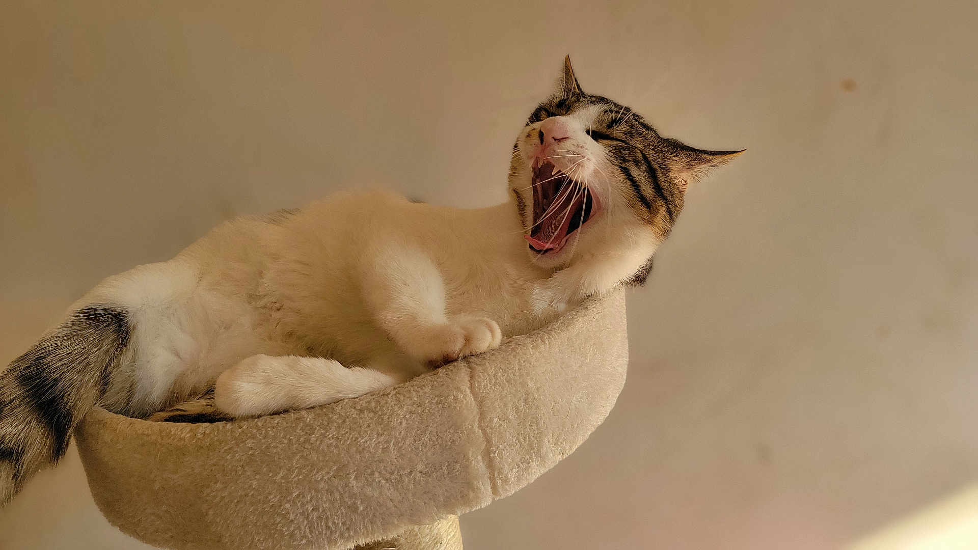 Aros participe au concours pour gagner de l'argent avec cette photo : cat, tabby, yawning, pet, cat_tree, furniture, fur, paw, tail, indoor, beige_background, close_up, mouth_open, whiskers, sleepy, cozy, bed, relaxed, portrait, mammal