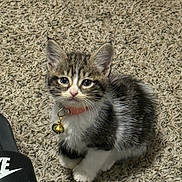 Suki is registered to the contest to win money with this photo: kitten, cat, pet, indoor, carpet, collar, bell, small, cute, fur, animal, whiskers, ears, paws, looking_up, black, white, gray, nike, slide