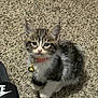 kitten, cat, pet, indoor, carpet, collar, bell, small, cute, fur, animal, whiskers, ears, paws, looking_up, black, white, gray, nike, slide